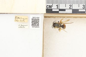 Media type: image;   Entomology 768521 Aspect: Labels